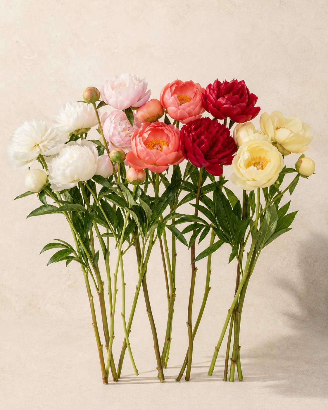 Peonies — Paeonia spp.